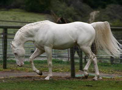 white horse Pictures, Images and Photos