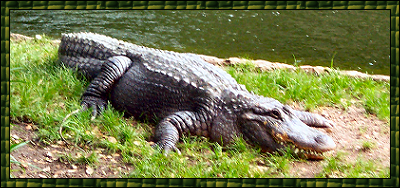 American Alligator at Busch Gardens