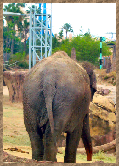 African Elephant Butt