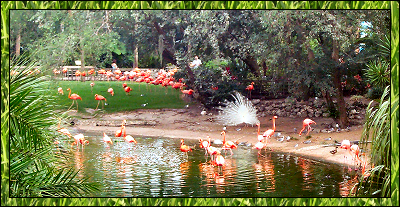 Flamingo Island at Busch Gardens