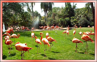 Pink Flamingos at Busch Gardens