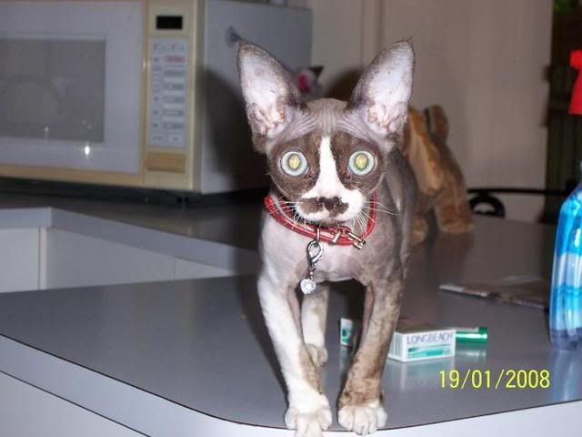 Devon Rex, Cornish Rex and