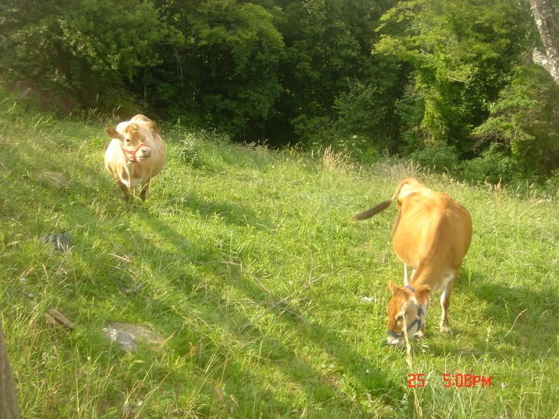 Remember that Ayrshire I was Selling? - Cattle