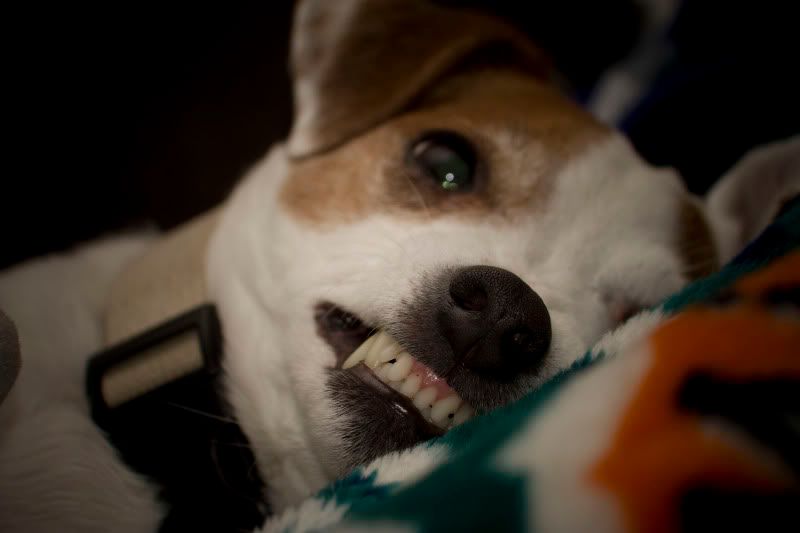 IMAGE: http://i38.photobucket.com/albums/e110/xtreme354/Dexter.jpg