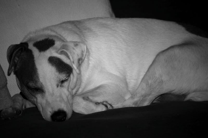 IMAGE: http://i38.photobucket.com/albums/e110/xtreme354/DexterSleepy.jpg