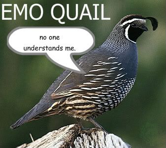 funny quail