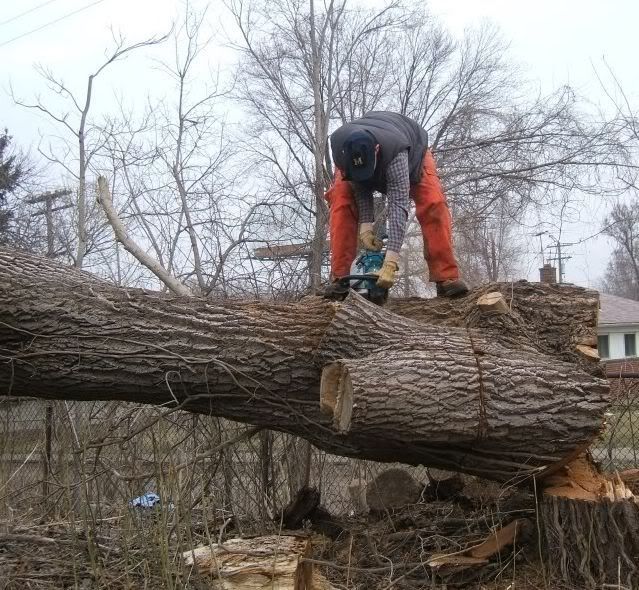 Buckingup large fallen trees.