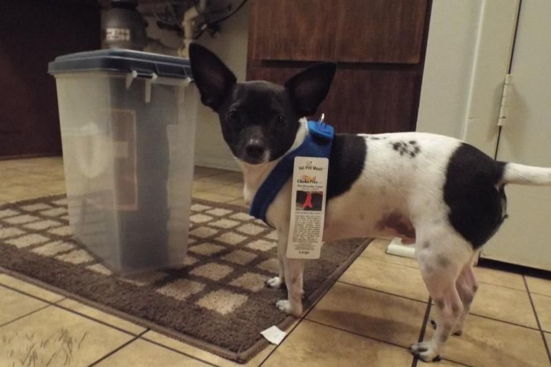 Best harness for small dog with trachea troubles Dog Forum