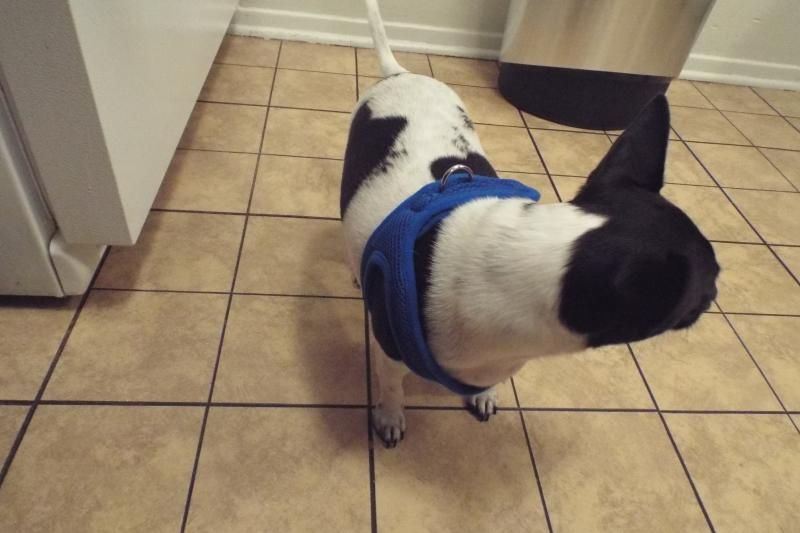 Best harness for small dog with trachea troubles Dog Forum