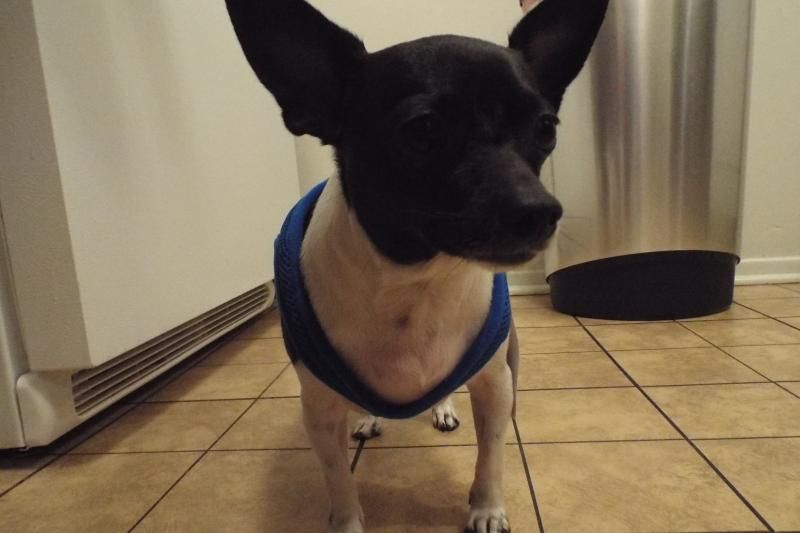 Best harness for small dog with trachea troubles