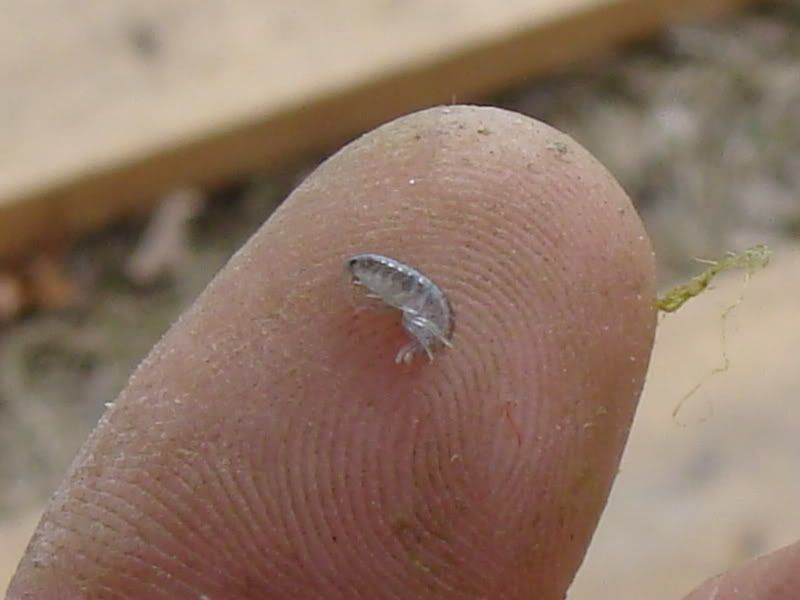 Scud Larvae