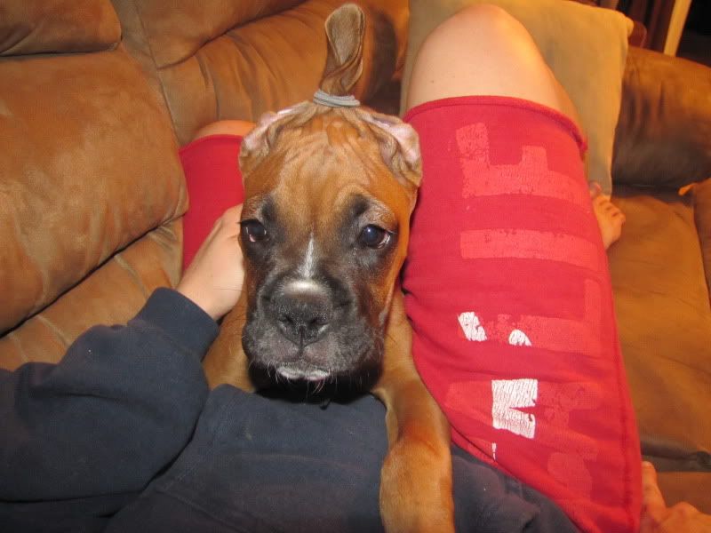 So here's MYA natural ear setting after taping Page 2 Boxer Forum Boxer Breed Dog Forums