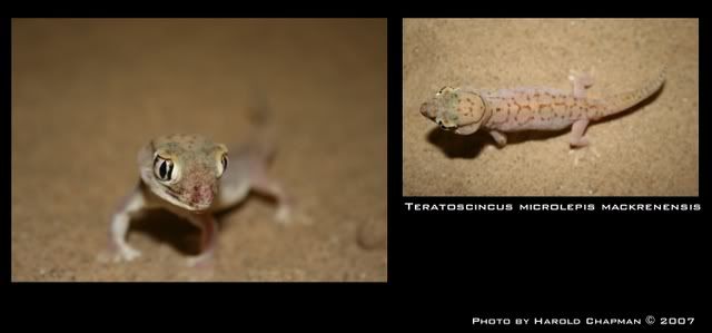 Temima2_11-28-07.jpg