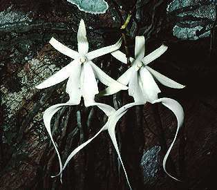 Ghost Orchid Drug