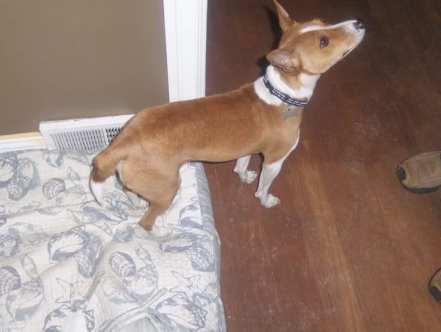 basenji tail not curled