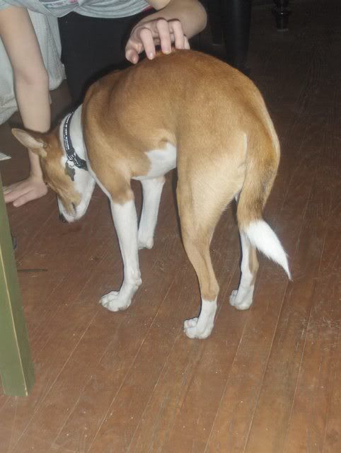 basenji tail not curled