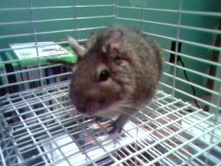 PICS of Family Pet(s)