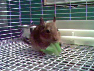 PICS of Family Pet(s)