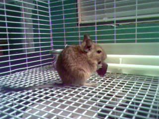 PICS of Family Pet(s)