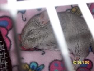 Sleepy Beauty - my Baby Chin