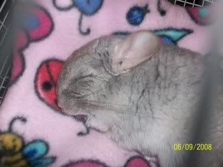 Sleepy Beauty - my Baby Chin
