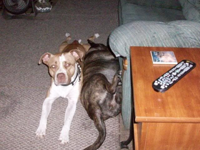 For Sabrina - PICS of Our Pitbull