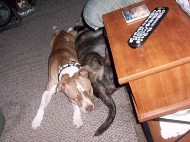 For Sabrina - PICS of Our Pitbull