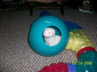 George &amp; Mie Mie (ferrets)