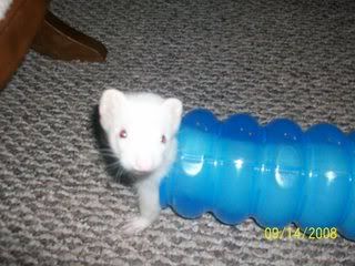 George &amp; Mie Mie (ferrets)