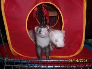 George &amp; Mie Mie (ferrets)