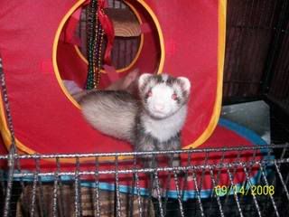 George &amp; Mie Mie (ferrets)