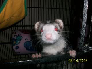 George &amp; Mie Mie (ferrets)