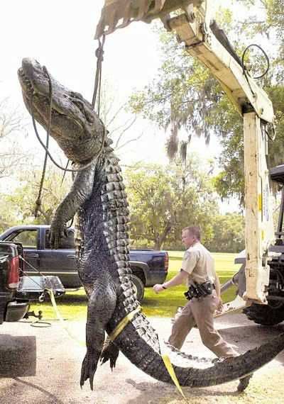 WOW!!! - Thats a BIG one