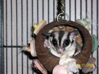 w00t w00t - She is Pregnant