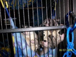 Sugar Gliders