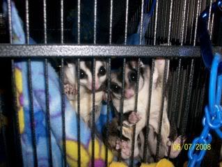 Sugar Gliders
