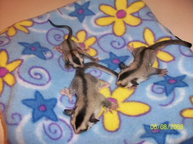 Sugar Gliders