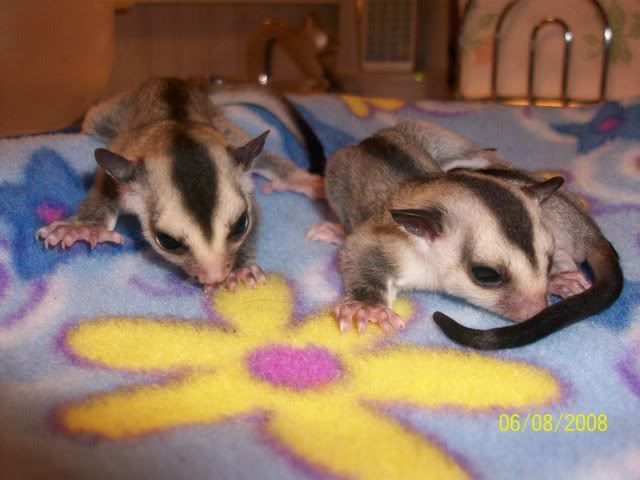 Sugar Gliders