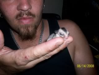 Sugar Gliders