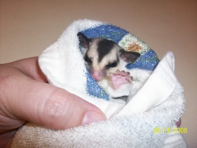 Sugar Gliders