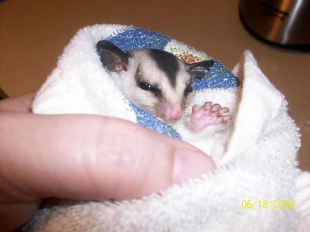 Sugar Gliders
