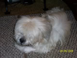 My Son's DOG Died