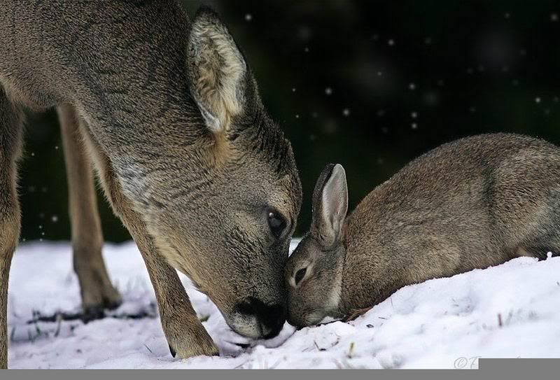 deer_rabbit.jpg