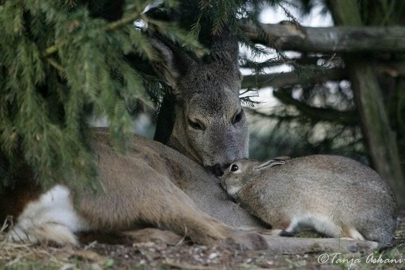deerrabbit1.jpg