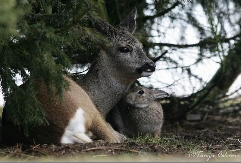 deerrabbit2.jpg