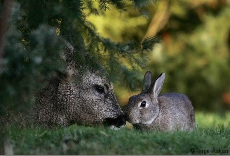 deerrabbit3.jpg