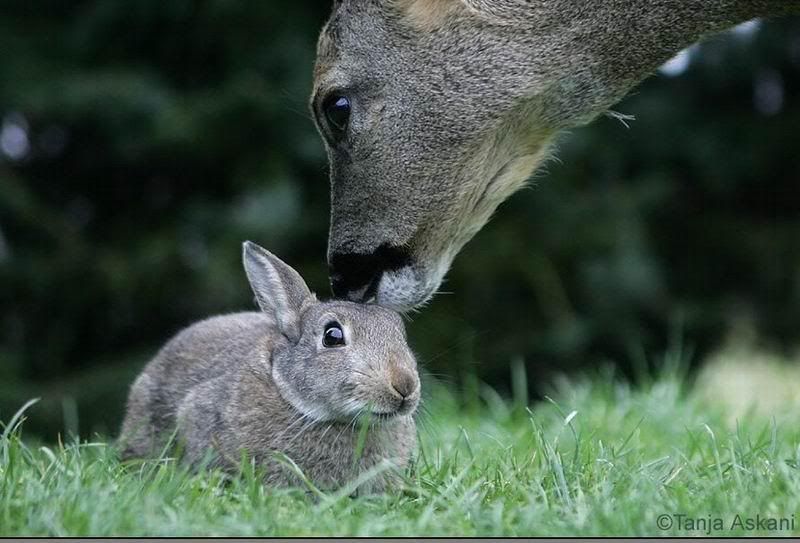deerrabbit4.jpg