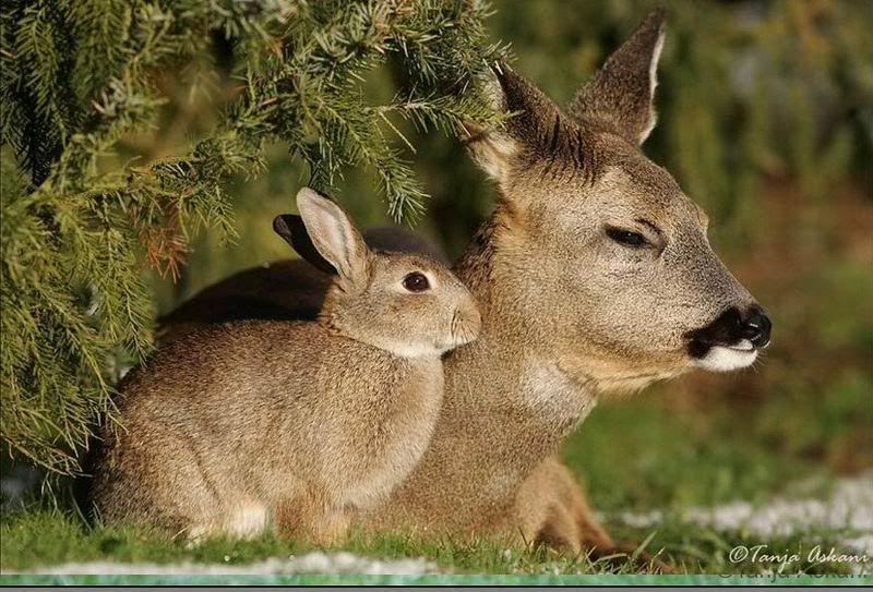 deerrabbit5.jpg