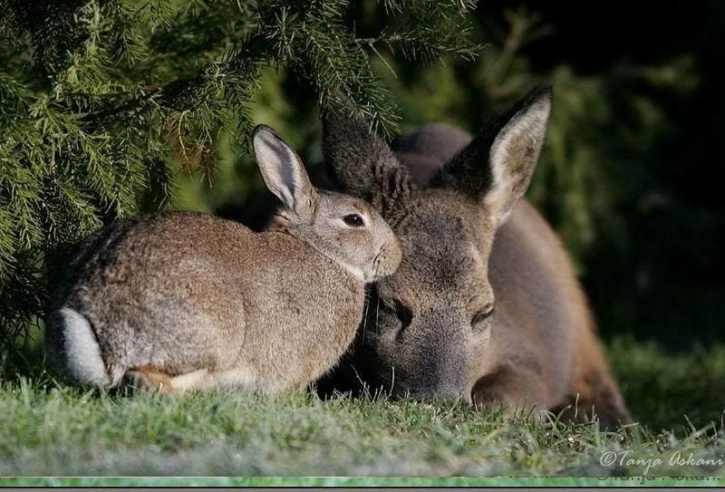 deerrabbit6.jpg