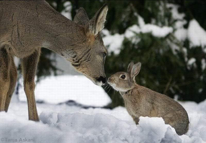 deerrabbit7.jpg